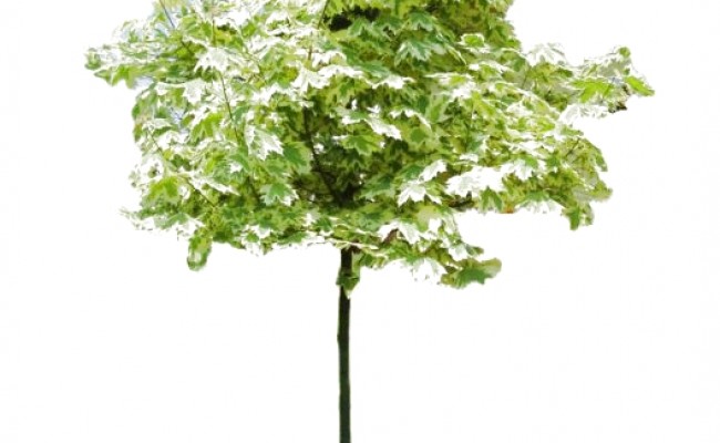 Klon pospolity 'Drummondii' DUŻE SADZONKI wys. 450-500 cm, obwód pnia 20-22 cm (Acer platanoides)